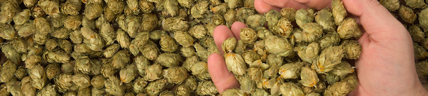 Hand holding hops for brewing beer